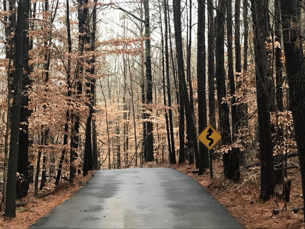 Winding Path through the woods